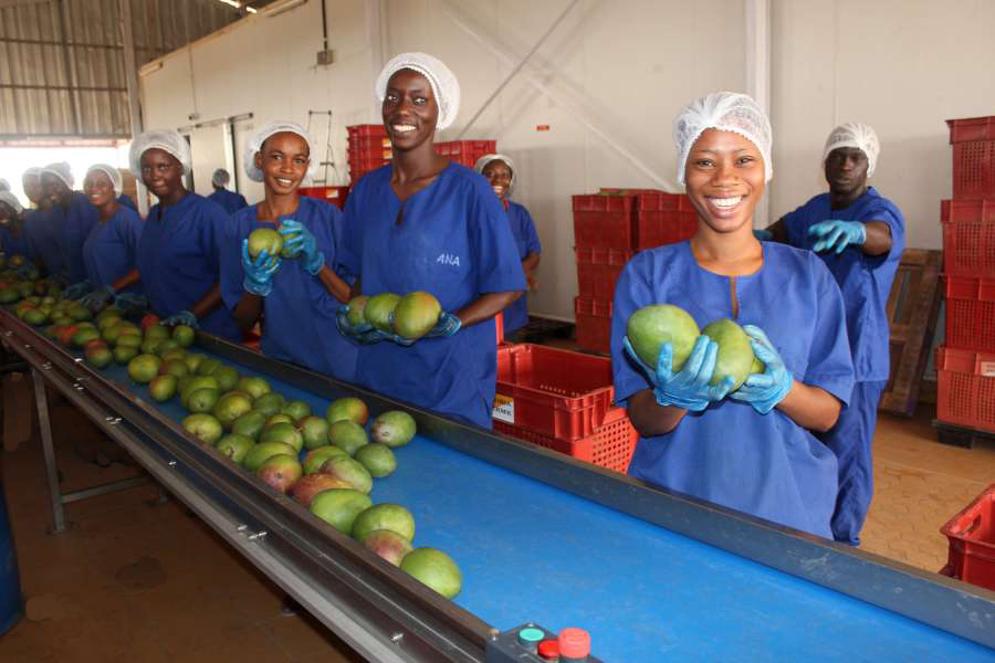 Senegal mango packhouse