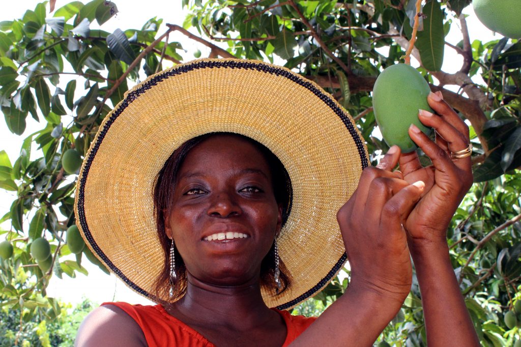 By Stephan Morris, Blue Skies HQ. "Dorothy checks the mangos growing in Somanya, Ghana"